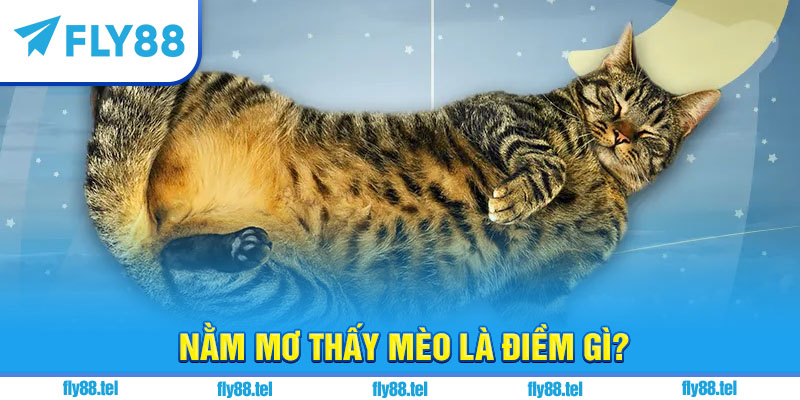 Nằm Mơ Thấy Mèo Là Điềm Gì? Giải Mã, Con Số Chuẩn 5 Nằm mơ thấy mèo là điềm gì?